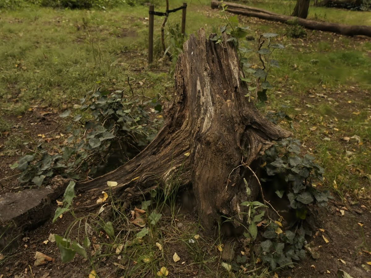 Preview of Stump Scene